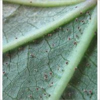 Bio Pesticide for Mite & Thrips