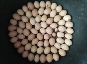 Eggs