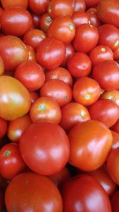 Fresh Tomato