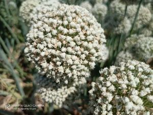 Gaurang red onion seeds