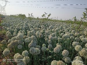 Red Onion Seeds