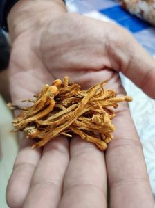 Cordyceps militaris mushroom