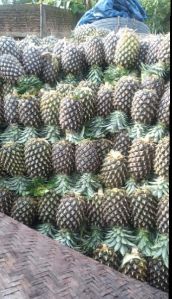 Fresh Pineapple