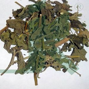 Patchouli Leaves