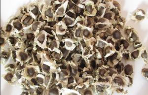 Moringa Seeds