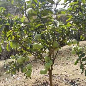 Desi Guava Plant