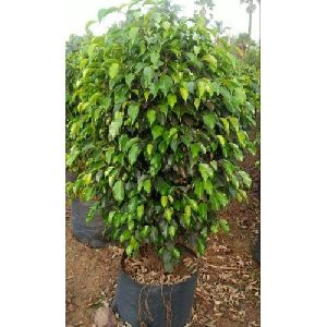 Ficus Benjamina Plant