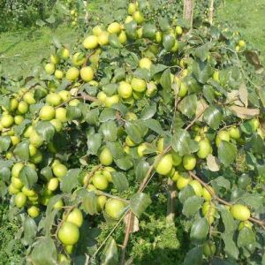 green apple ber plant