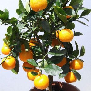 Orange Plant