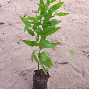 White Sandalwood Plant