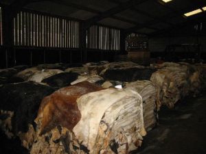 Wet Salted Horse Hides