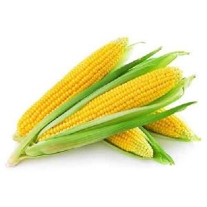 Fresh Yellow Maize