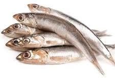 Fresh Anchovy Fish