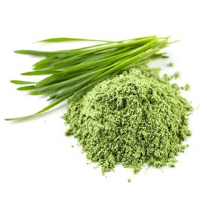 Wheat Grass Powder