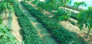 padmini papaya plant