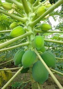 nursery papaya plant