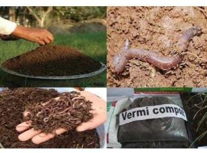 Vermicompost Fertilizer