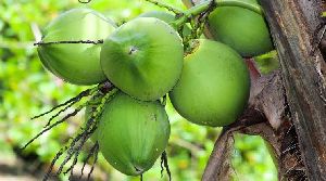 Fresh Coconut