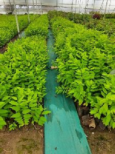 Custard Apple Tree