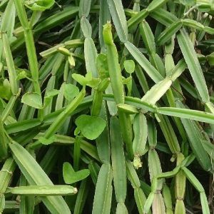 Cissus quadrangularis