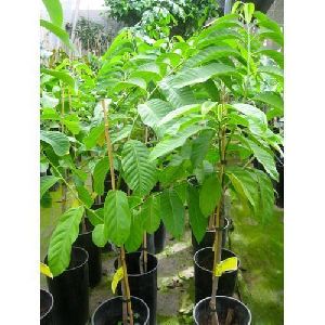 Custard Apple Tree