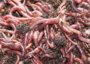 Earthworm red wiggler