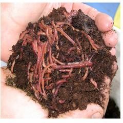 Earthworm red wiggler