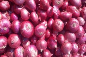 Fresh Red Onion