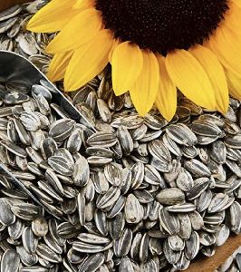 sunflower Seed