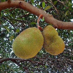 Fresh Jackfruit