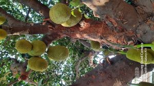 Jackfruit