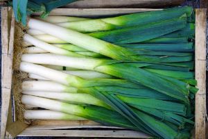 Fresh Scallions