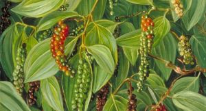 Black Pepper Plant