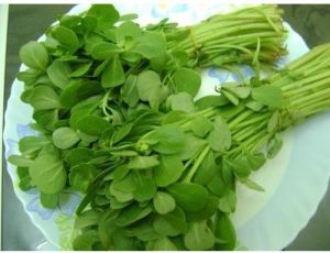 Fresh Fenugreek Leaves