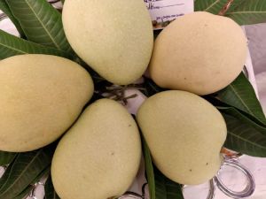 Mangoes