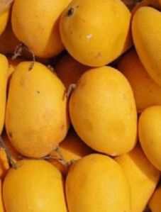 Alphonso Mangoes