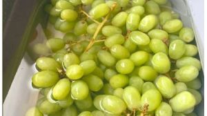 Fresh Grapes