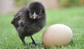 kadaknath chick