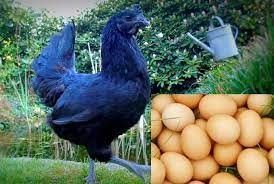 Kadaknath Eggs