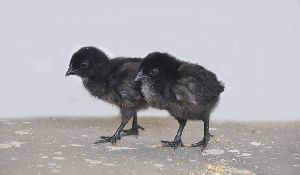 kadaknath chicks