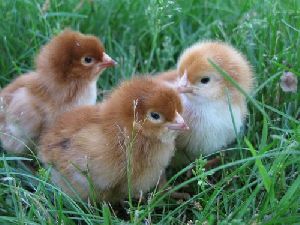 Srinidhi Chicks