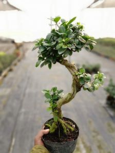 ficus bonsai