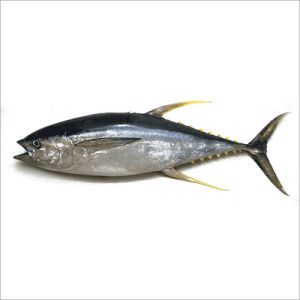 Tuna Fish