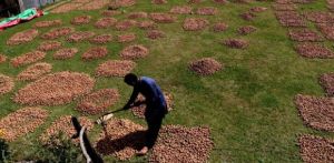 Dry Fruits