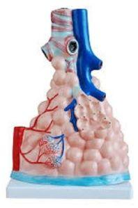 Pulmonary Alveoli Model