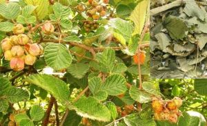 Raspberry Leaf