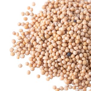 White Mustard Seeds