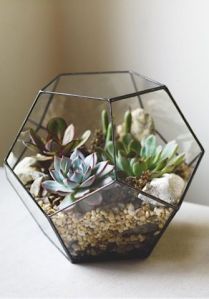 glass terrarium