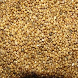 Millet Seeds