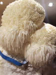 Lions mane mushrooms